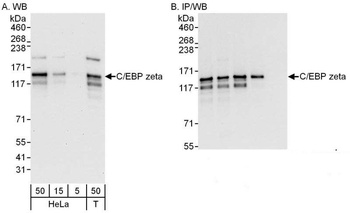 Rabbit anti-C/EBP zeta Antibody