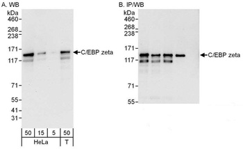 Rabbit anti-C/EBP zeta Antibody