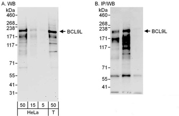 Rabbit anti-BCL9L Antibody