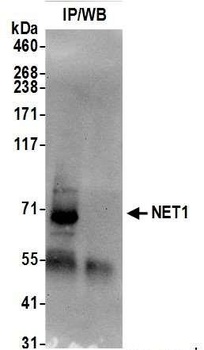 NET1 Antibody