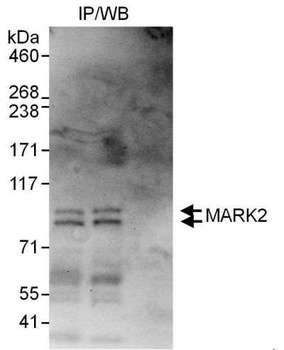 Rabbit MARK2 Antibody
