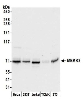 Rabbit MEKK3 Antibody