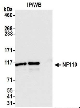 NF110 Antibody