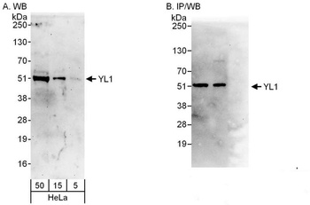 Rabbit anti-YL1 Antibody