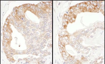 Rabbit anti-EBP1 Antibody
