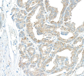 Rabbit anti-EBP1 Antibody