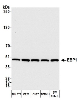 Rabbit anti-EBP1 Antibody