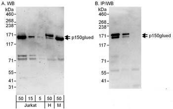 Rabbit p150glued Antibody