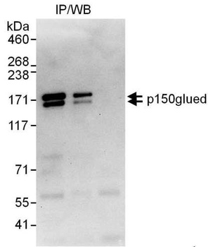 Rabbit p150glued Antibody