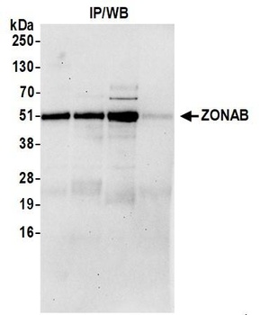 Rabbit anti-ZONAB Antibody