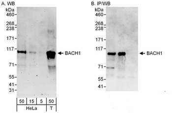 Rabbit BACH1 Antibody