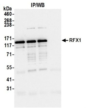 Rabbit anti-RFX1 Antibody
