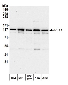 Rabbit anti-RFX1 Antibody