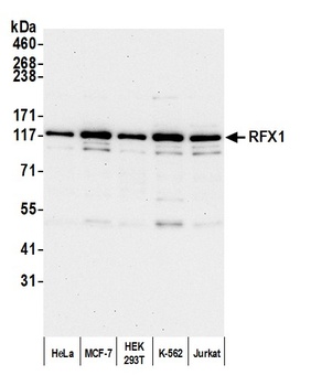 RFX1 Antibody