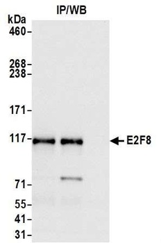 Rabbit anti-E2F8 Antibody
