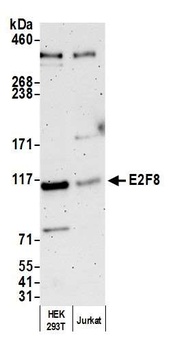 Rabbit anti-E2F8 Antibody
