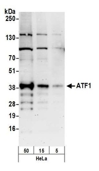 Rabbit ATF1 Antibody