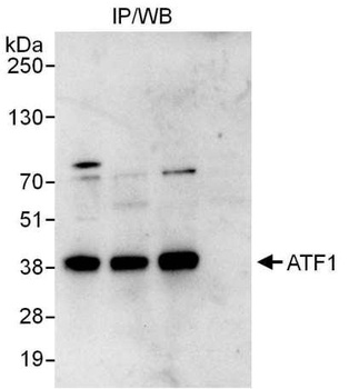 Rabbit ATF1 Antibody