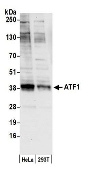 Rabbit ATF1 Antibody