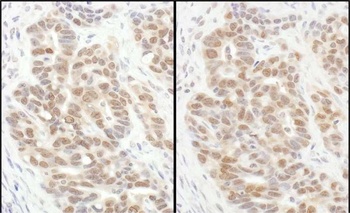 Rabbit anti-eIF6 Antibody