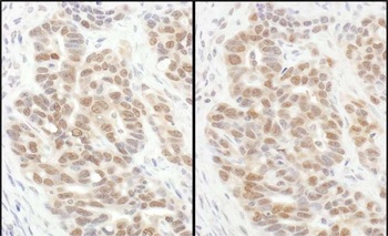 eIF6 Antibody