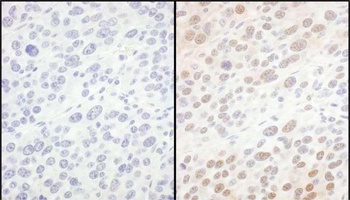 eIF6 Antibody