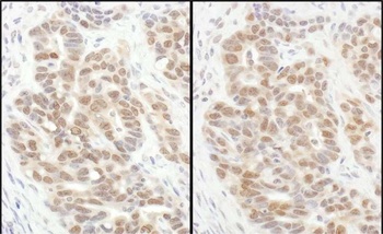Rabbit anti-eIF6 Antibody