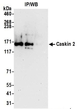 Rabbit anti-Caskin 2 Antibody