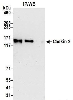 Rabbit anti-Caskin 2 Antibody