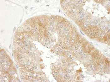Rabbit anti-eIF3F Antibody