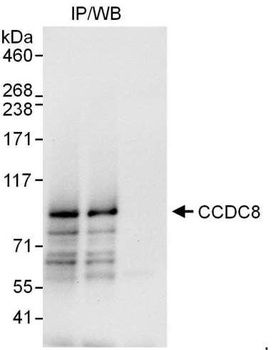 Rabbit anti-CCDC8 Antibody