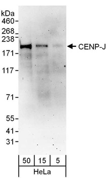 Rabbit CENP-J Antibody
