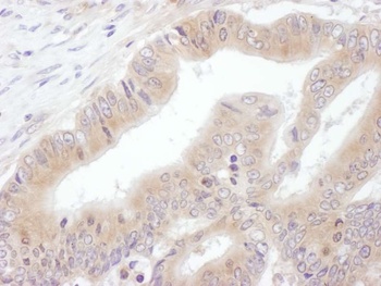 Rabbit anti-eIF3E Antibody