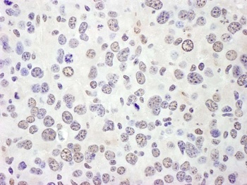 Rabbit anti-eIF4AIII/EIF4A3 Antibody