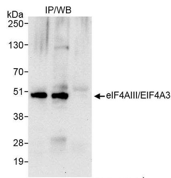 Rabbit anti-eIF4AIII/EIF4A3 Antibody