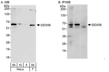 Rabbit anti-DDX56 Antibody