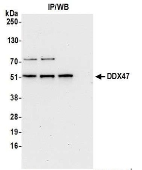 Rabbit anti-DDX47 Antibody