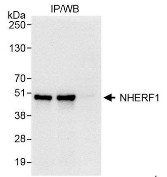 Rabbit anti-NHERF1 Antibody