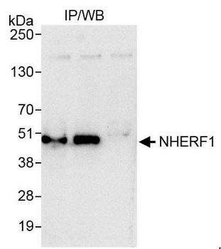 Rabbit anti-NHERF1 Antibody
