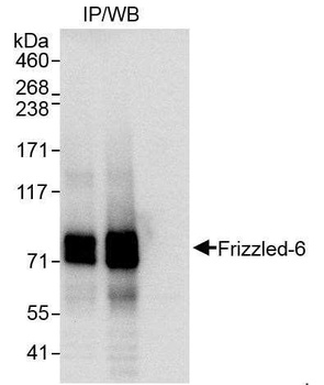 Rabbit Frizzled-6 Antibody