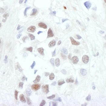Rabbit c-Jun Antibody