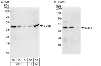 Rabbit c-Jun Antibody