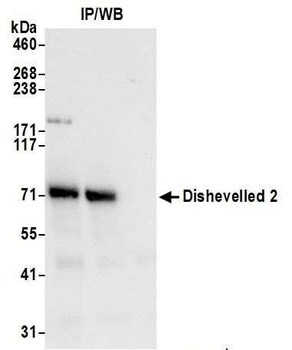 Rabbit anti-Dishevelled 2 Antibody