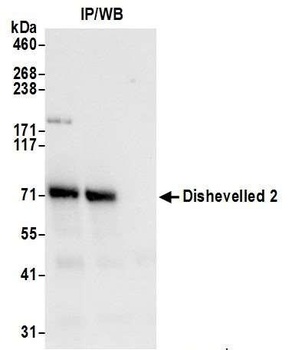 Dishevelled 2 Antibody