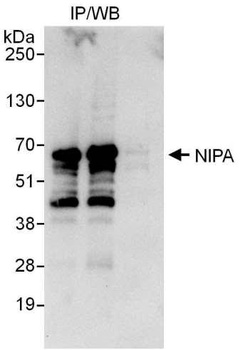Rabbit NIPA Antibody