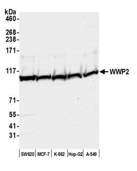 Rabbit anti-WWP2 Antibody