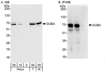 Rabbit DUBA Antibody