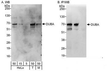 Rabbit DUBA Antibody