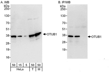 Rabbit anti-OTUB1 Antibody