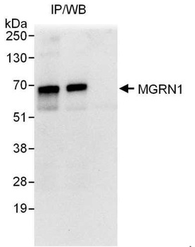 Rabbit MGRN1 Antibody